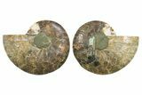 Cut & Polished, Crystal-Filled Ammonite Fossil - Madagascar #296425-1